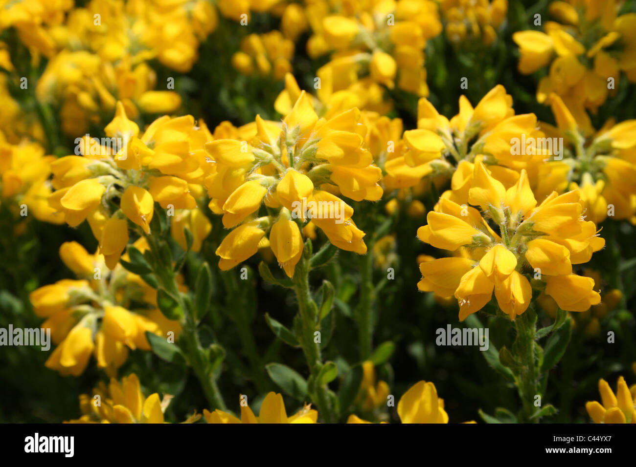 Gelben Blüten auf einem Garten Strauch Stockfoto