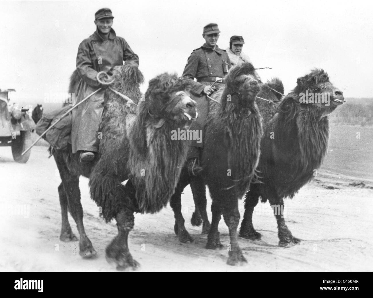 Deutsche Soldaten auf Kamelen, 1943 Stockfoto