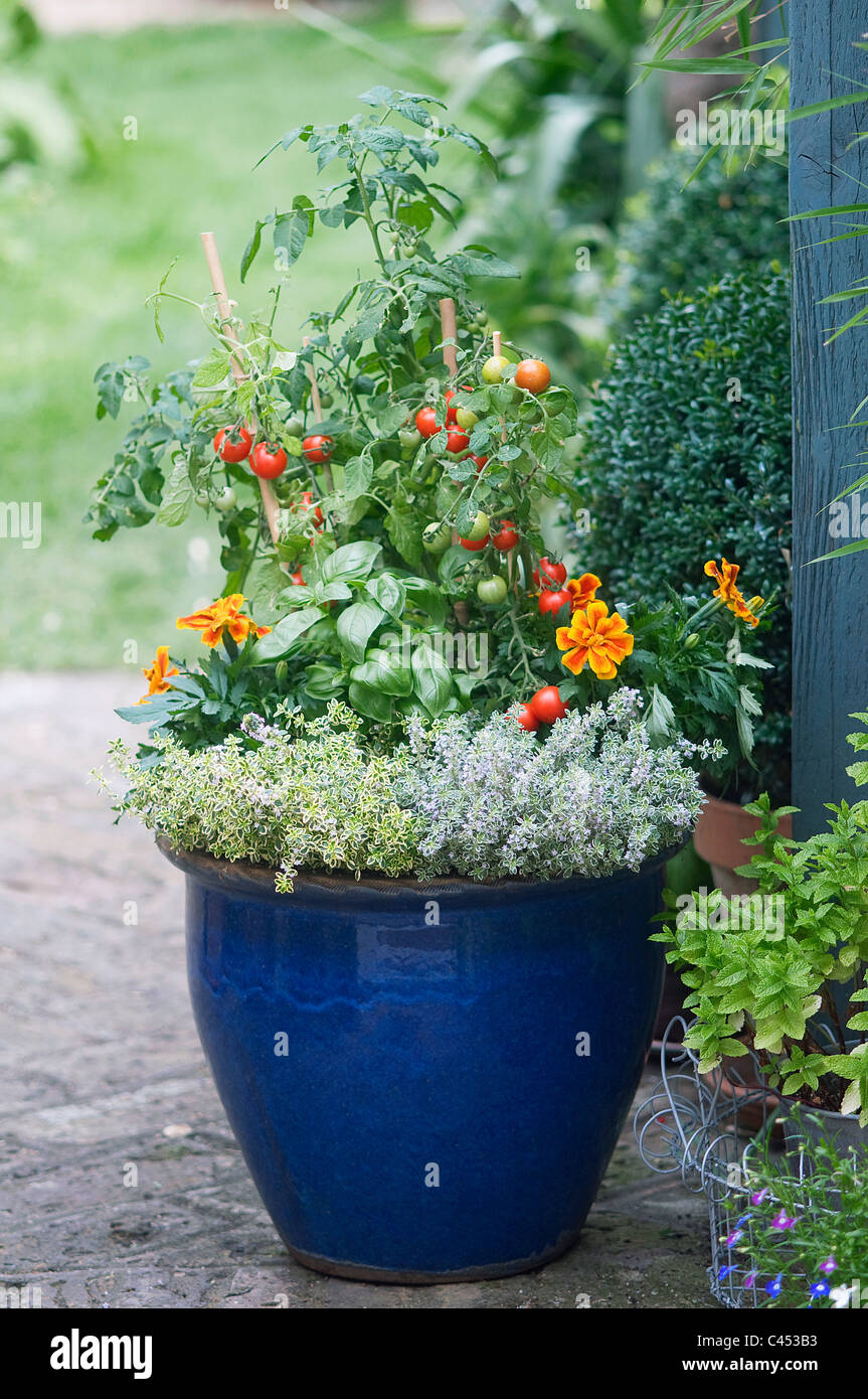 Verschiedene Pflanzen im Topf, Tagetes Blumen, Tomaten, Basilikum und Thymian Stockfoto