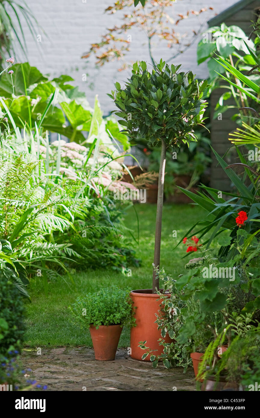 Blick auf topiarised Lorbeerbaum und andere Pflanzen im Garten Stockfoto