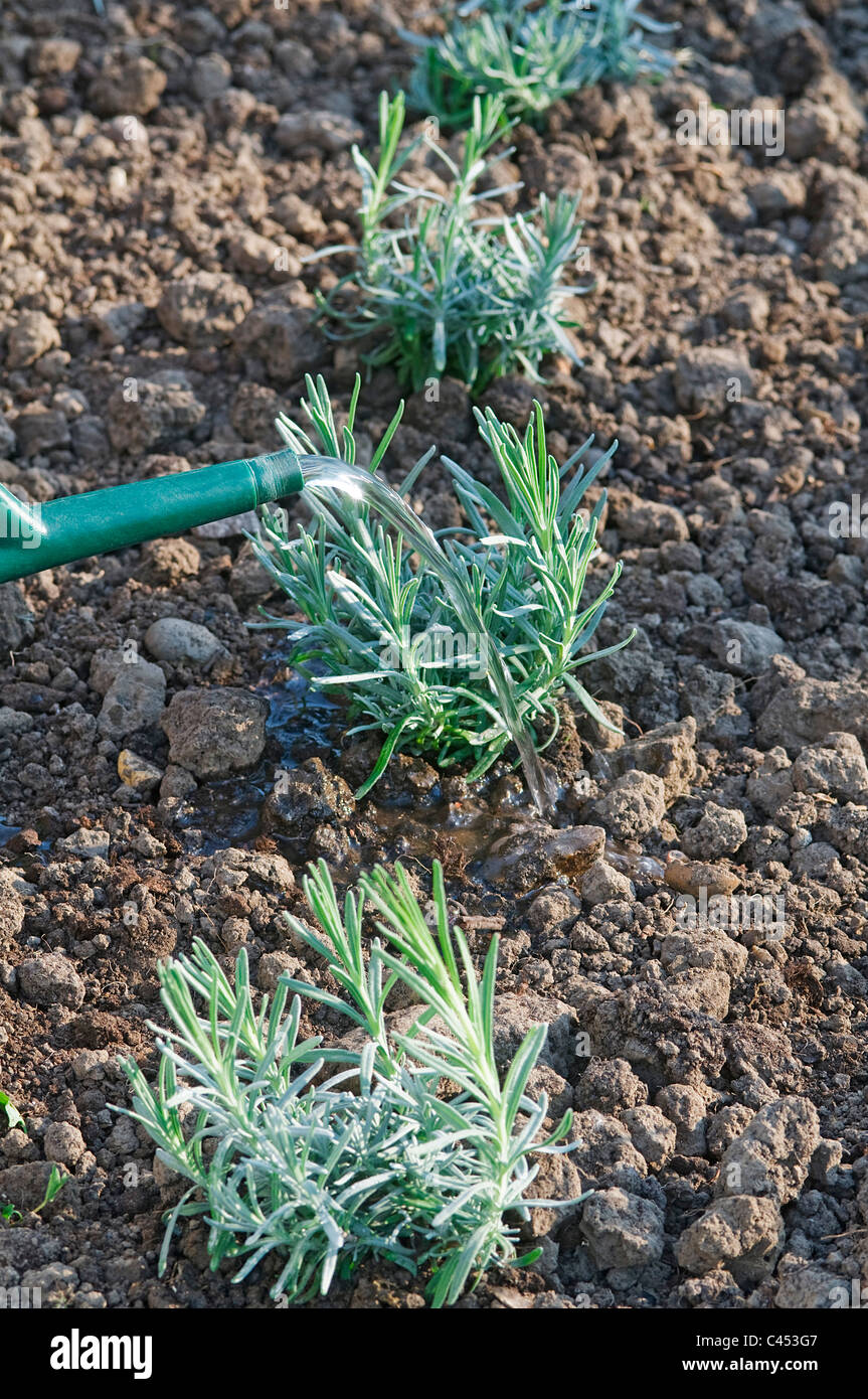 Wasser beginnen gegossene auf junge Lavendel Pflanzen im Boden, Nahaufnahme Stockfoto