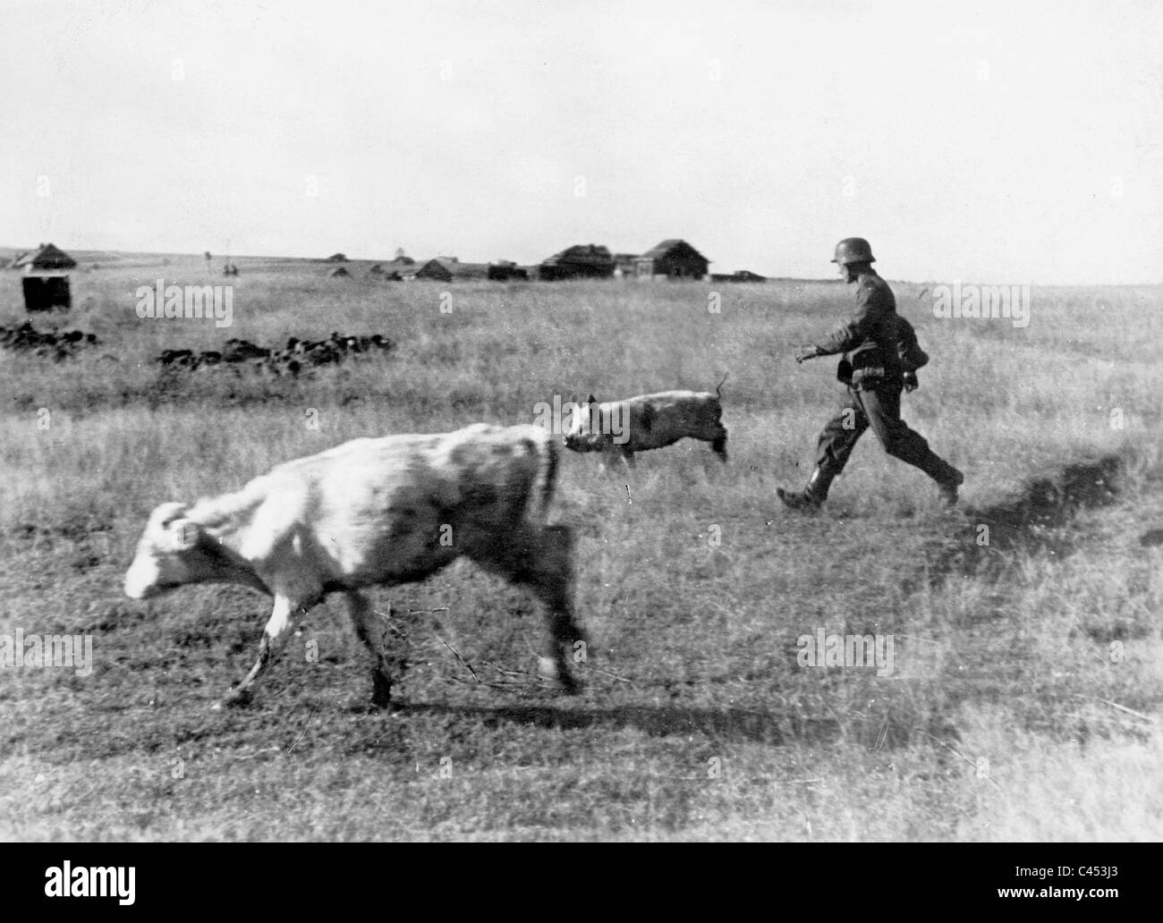 Deutscher Soldat verfolgt ein Schwein, 1941 Stockfoto