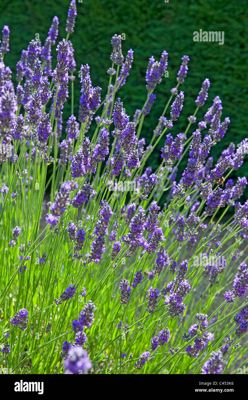 Ansicht von Lavendelblüten, Nahaufnahme Stockfoto