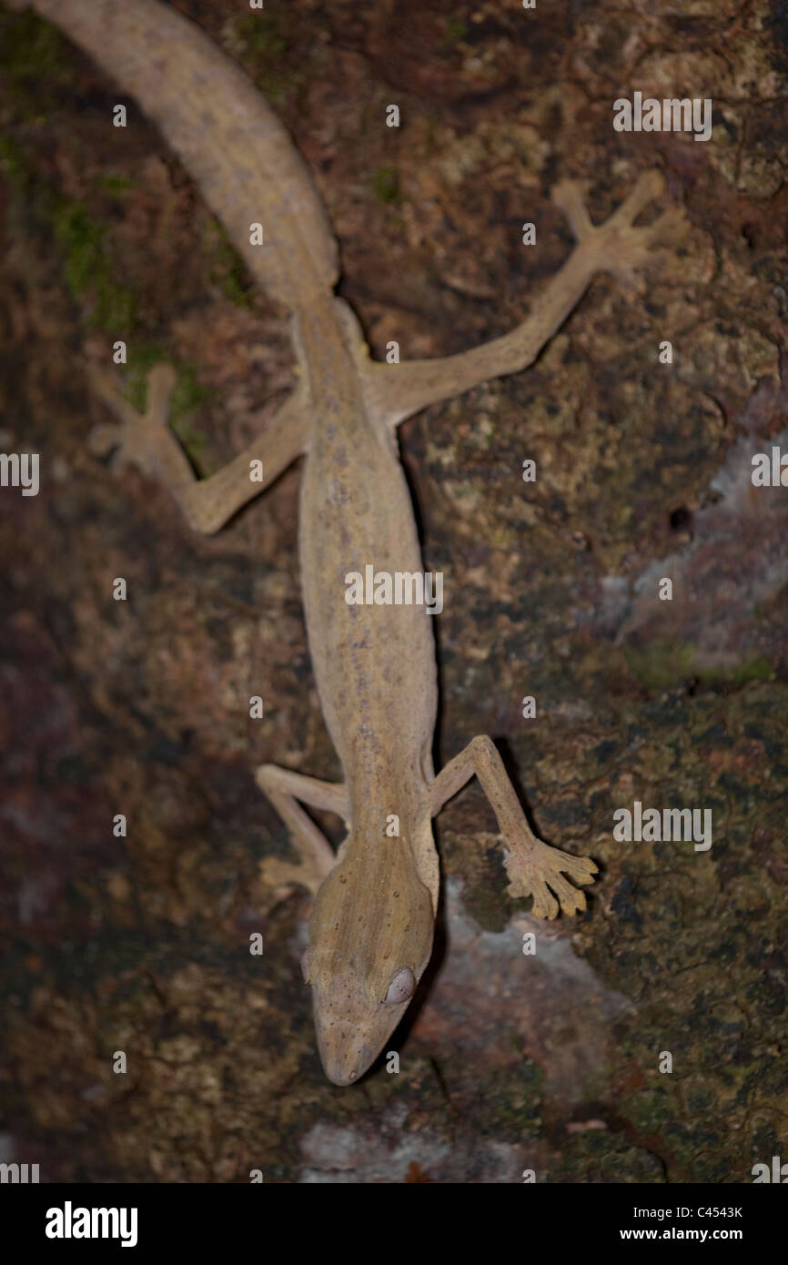 Blatt-tailed Gecko (Uroplatus sp.). Östlichen Regenwälder Madagaskars. Nachtaktiv. Stockfoto