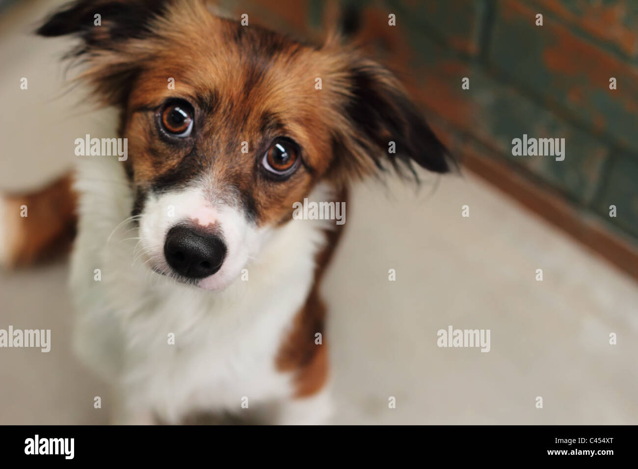 Der Chinesische Schopfhund mit Foxterrier Stockfoto
