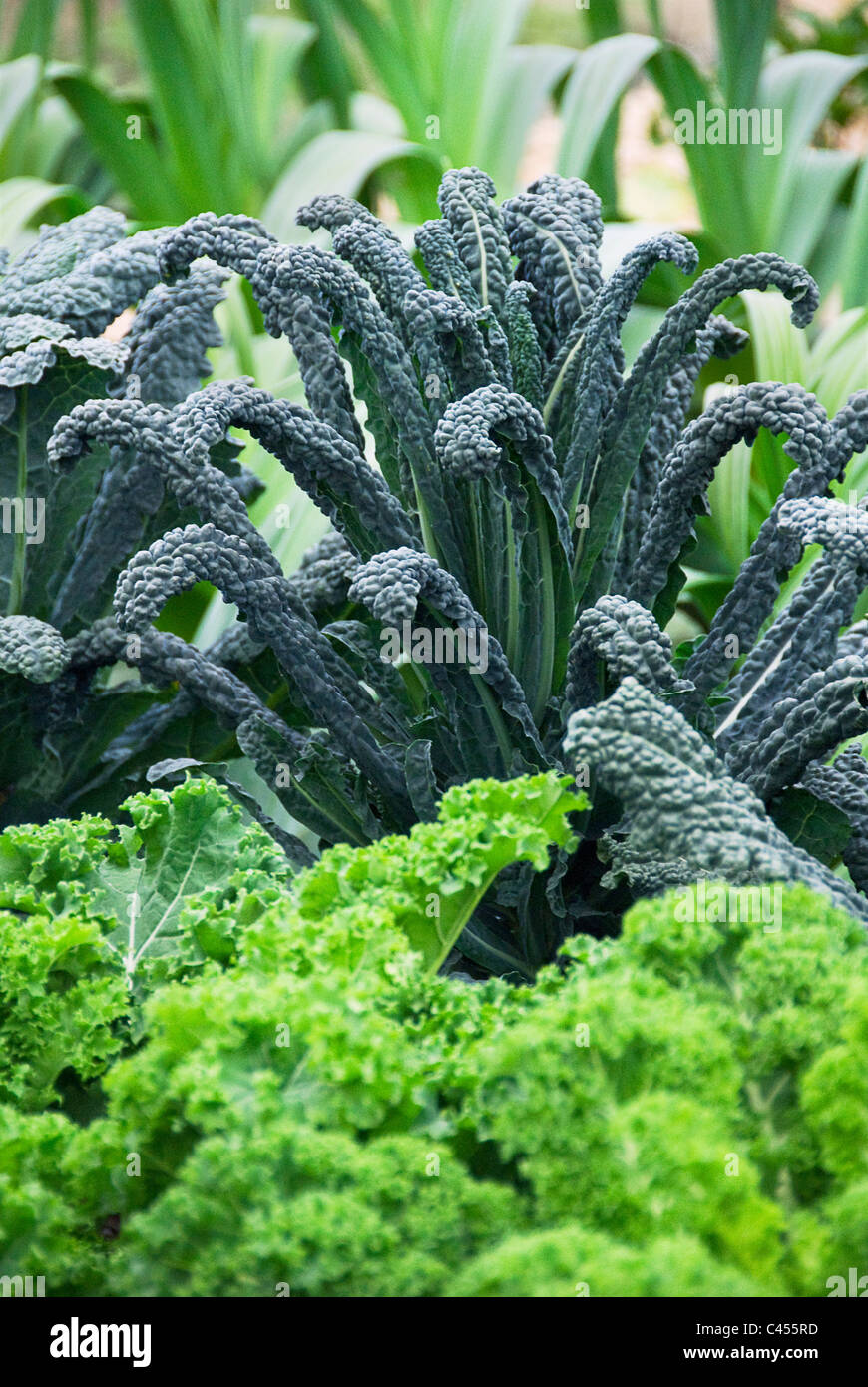 Cavolo Nero (Black toskanische Kale) in Gemüse Garten, Nahaufnahme Stockfoto