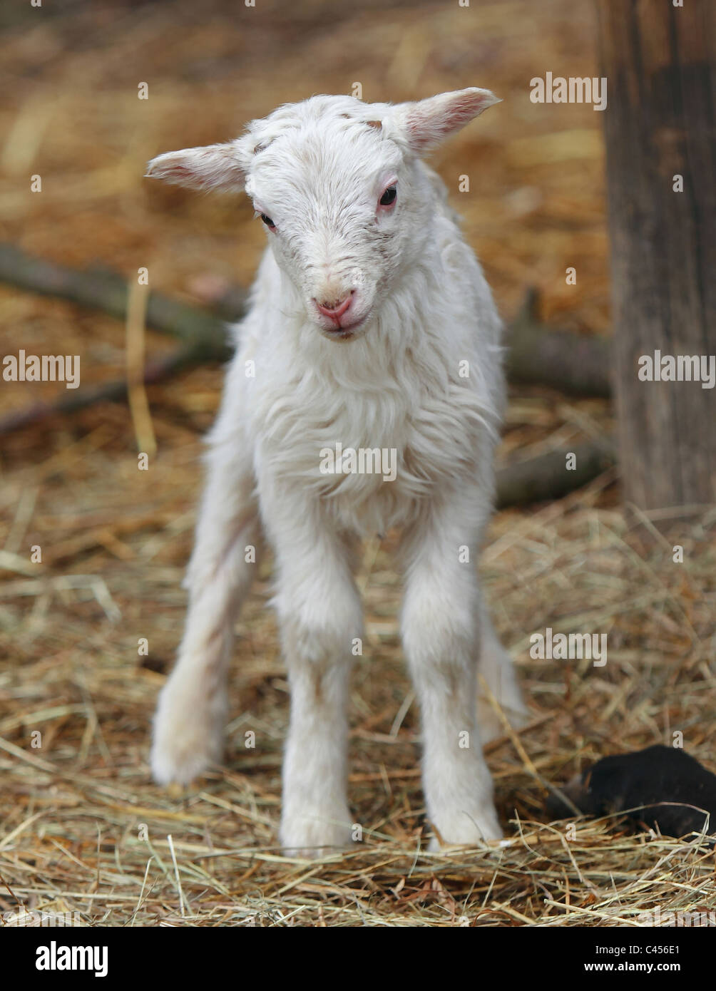 Neugeborenen Lämmern Stockfoto