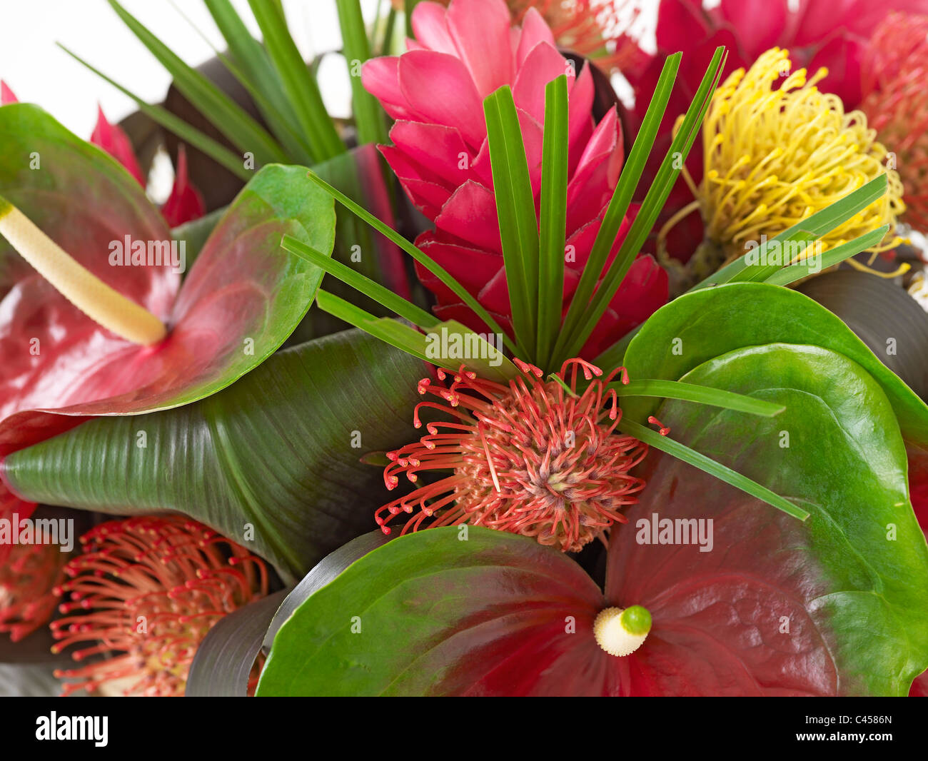 Rote blumeblumenstrauß einschließlich Anthurien (Flamingo Lilie), Heliconia und Roter Ingwer Lilie, close-up Stockfoto