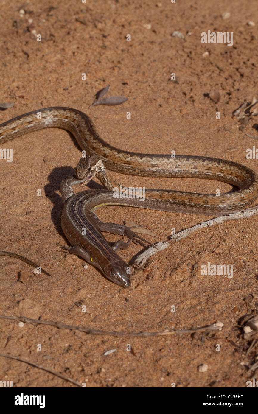 Bernier ist Colubrid Schlange (Dromicodryas bernieri). Greifen vergoldeter Eidechse Fuss. Lizard heuchelnd tot. Trockeneren Regionen. Madagaskar. Stockfoto