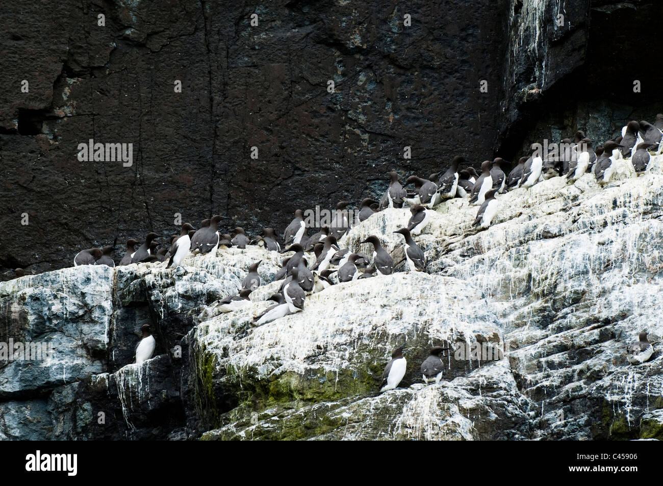 Trottellummen, Uria Aalge, nisten auf Ramsey Island, North Pembrokeshire, Wales Stockfoto