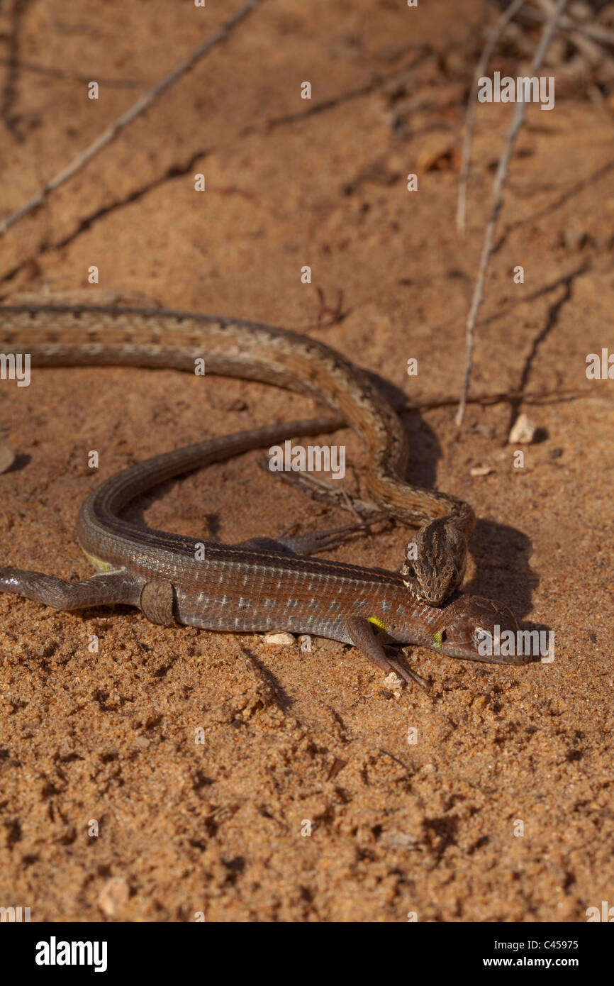 Bernier ist Colubrid Schlange (Dromicodryas bernieri). Ein sich schnell bewegendes Eidechse Jäger. Greifen Lizard zu Rückseite des Zylinderkopfs. Trockeneren Regionen. Madagaskar. Stockfoto