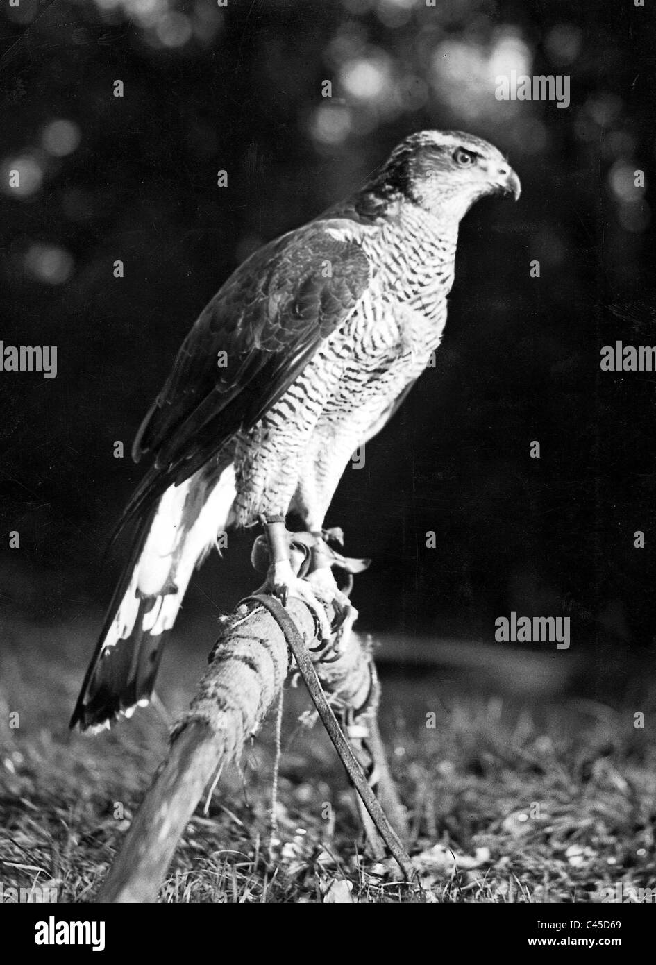 Habicht mit seinem Fotos und Bildmaterial in hoher Auflösung Alamy