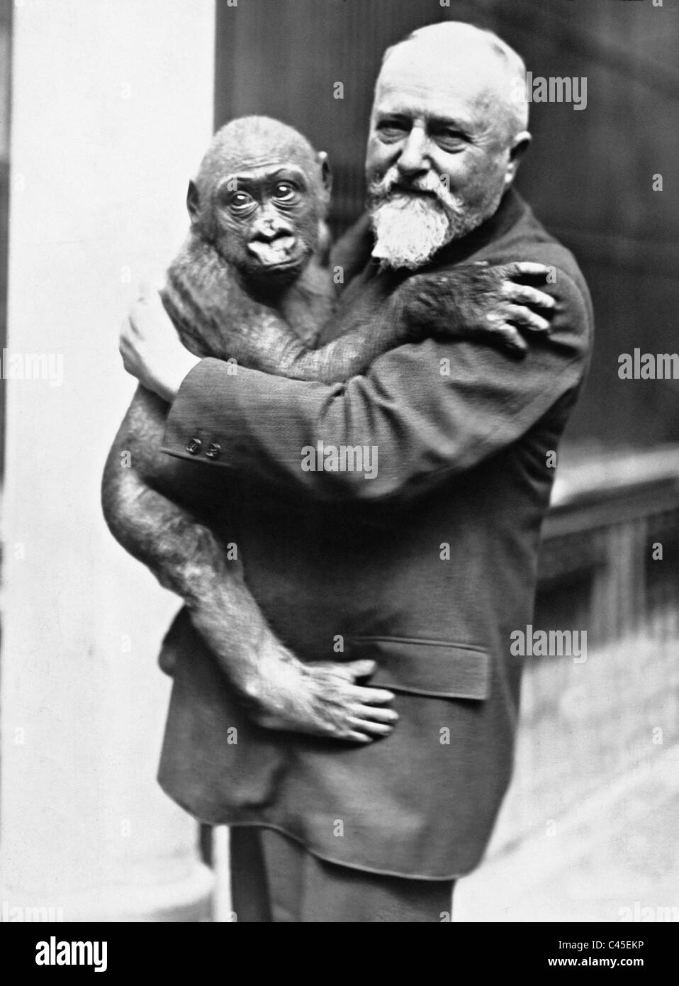 Ludwig Heck mit einem jungen Gorilla, 1931 Stockfoto