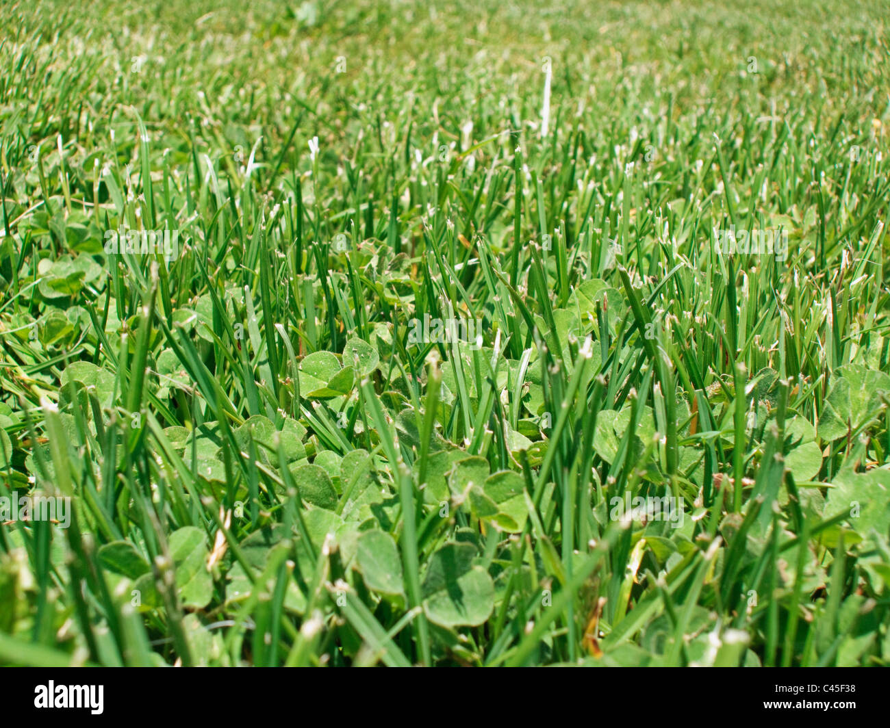 Manicured Lawn Stockfotos & Manicured Lawn Bilder - Alamy