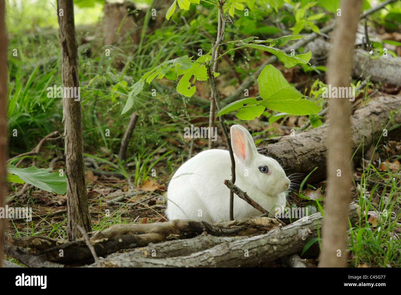 Eine wilden, blauäugigen weißen Kaninchen, Wake County, North Carolina, USA Stockfoto