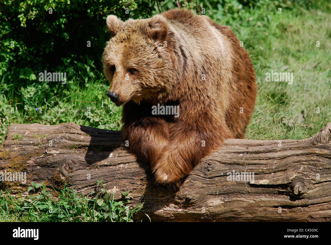 Eurasische Braunbären im Whipsnade Zoo Stockfoto