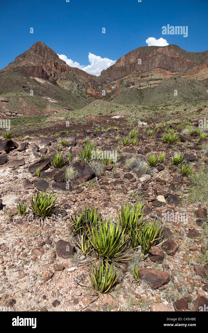 Lechuguilla Agave Lechuguilla in der Chihuahua-Wüste des Big Bend National Park-Texas-USA Stockfoto