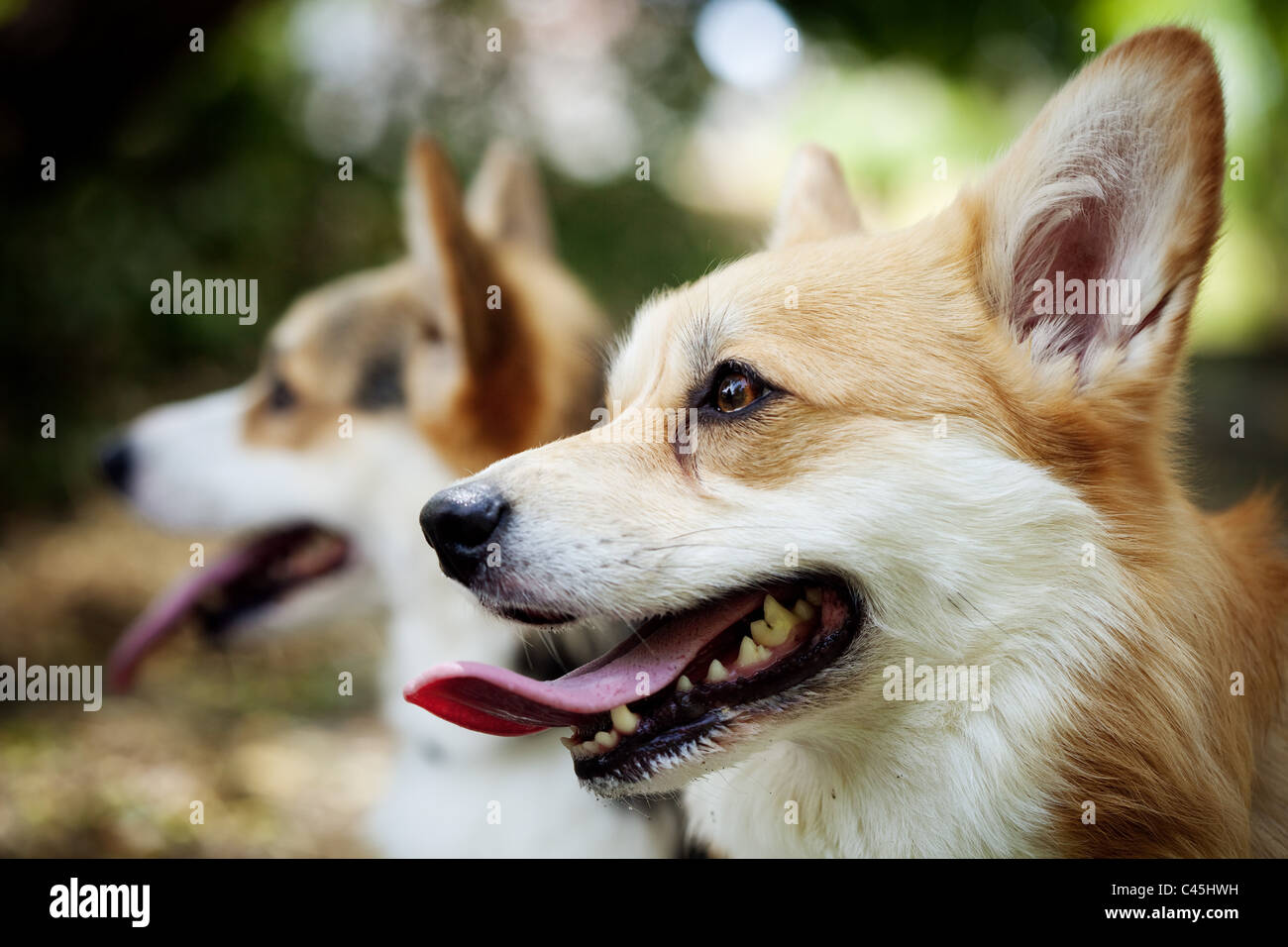 Zwei Pembroke Welsh Corgi Hunde mit ihren Zungen heraus, ein Hund scharf im Vordergrund und ein Hund im Hintergrund unscharf. Stockfoto