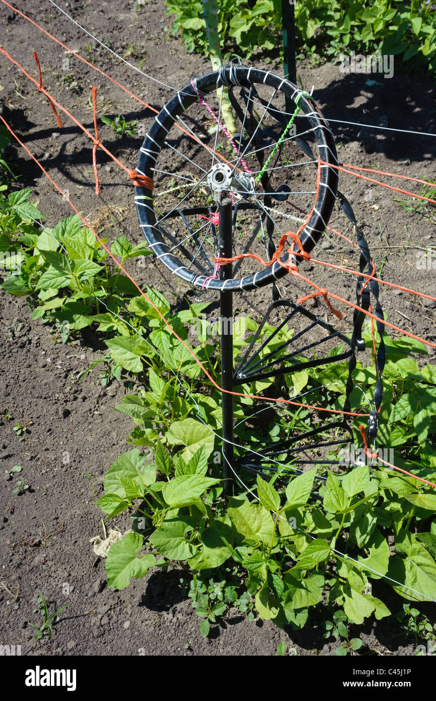 Ein altes Fahrrad-Rad dient als Teil einer Bohne Stange auf der Erbsen-Farm in Missoula, Montana. Stockfoto
