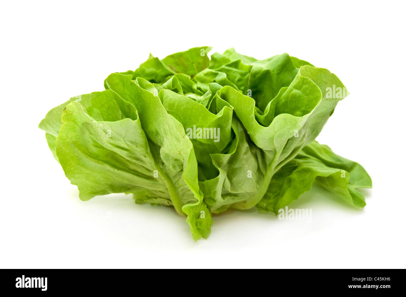 Frisches Grün isoliert Kopfsalat Kopfsalat auf weiss Stockfoto