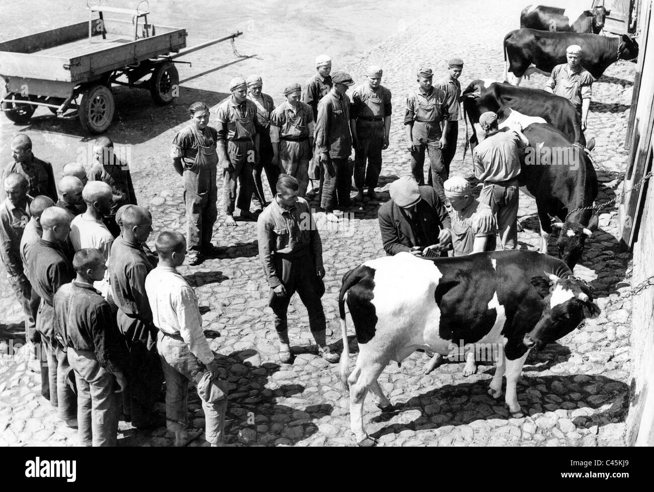 Osteuropäische landwirtschaftliche Arbeitnehmer sind auf einem Bauernhof, 1942 lehrte. Stockfoto