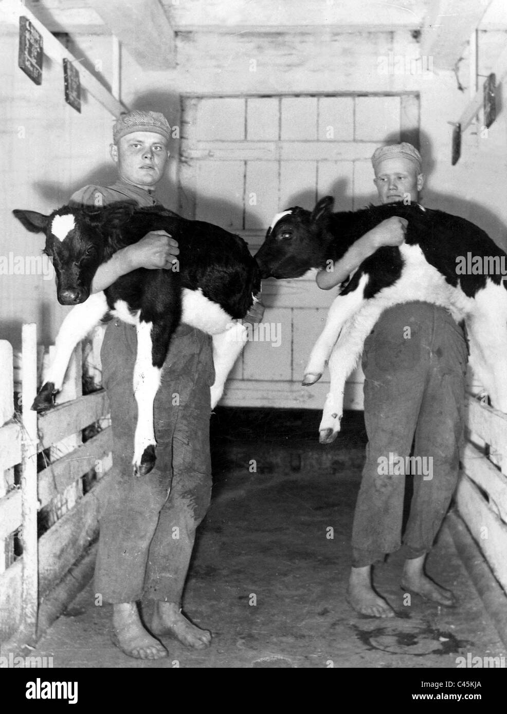 Osteuropäische Arbeitnehmer mit Neugeborenen Kälbern, 1942 Stockfoto