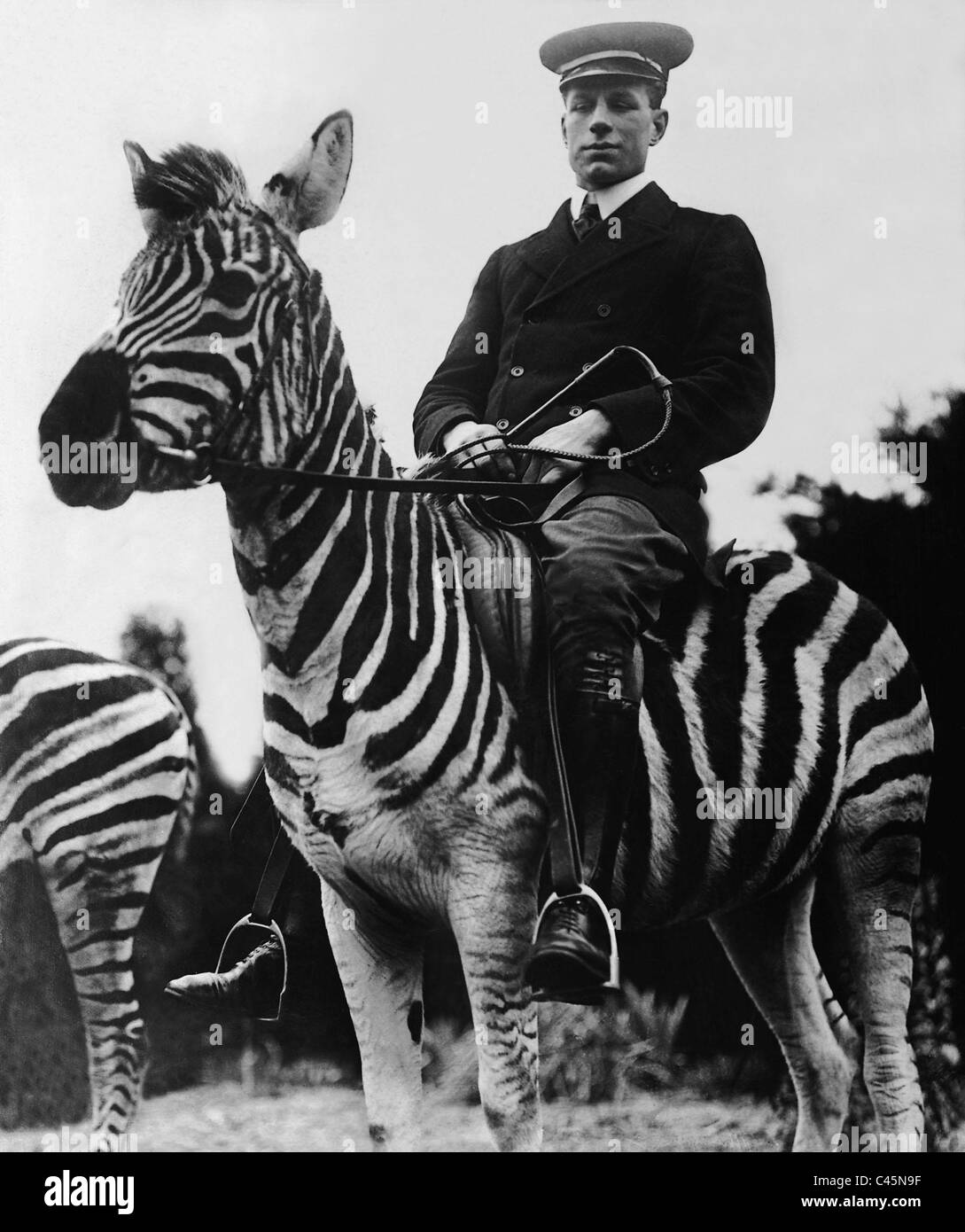 Mann reitet auf einem zebra Stockfoto