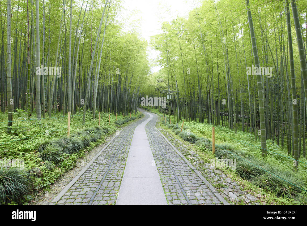 Green Bamboo Forest - ein Pfad führt durch einen üppigen Bambuswald. Stockfoto