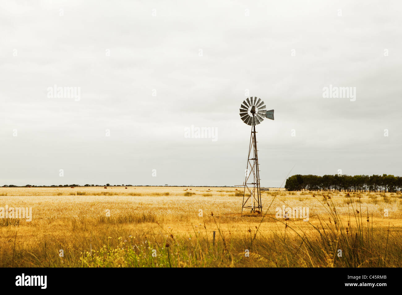 Windmühle auf Weiden in der Nähe von Esperance, Western Australia, Australien Stockfoto
