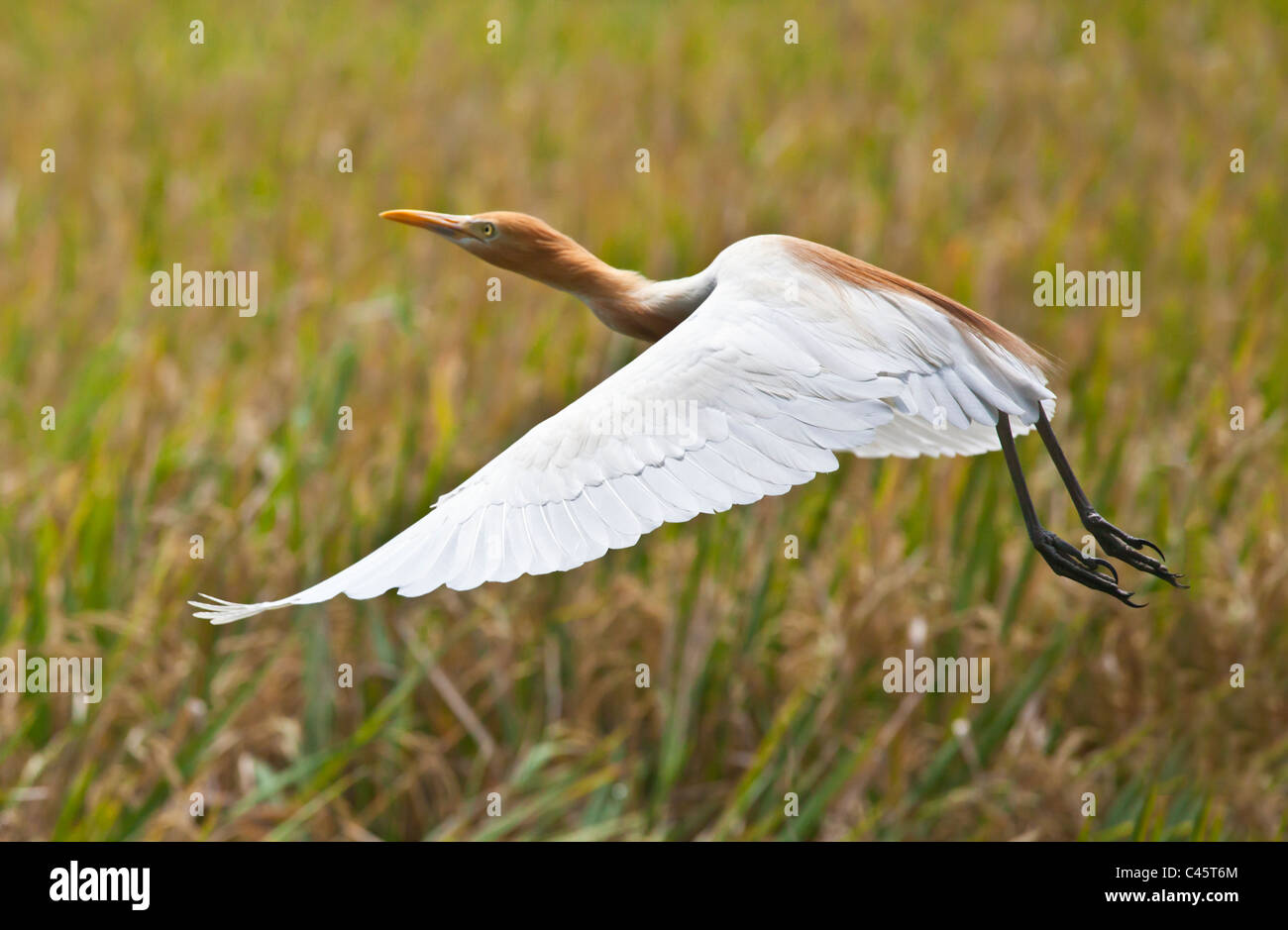 Ein KUHREIHER (Bubulcus Ibis) während des Fluges in PETULU, wo viele der Vögel - UBUD, BALI nisten Stockfoto