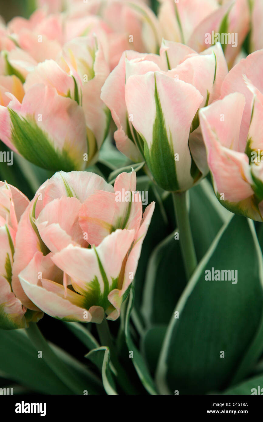 Tulipa 'China Town' RHS Chelsea Flower Show 2011 Stockfoto