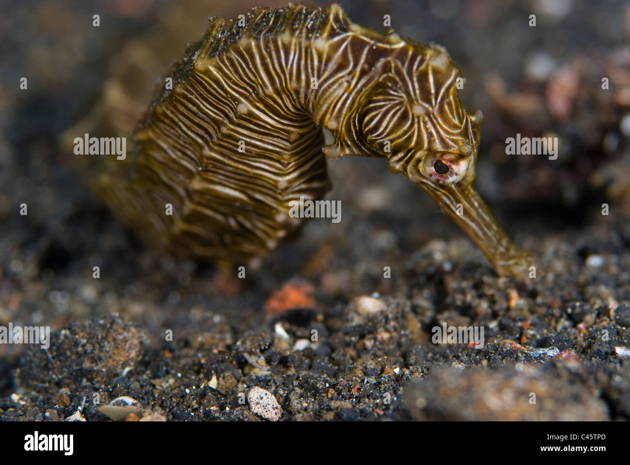 Zebra-Seepferdchen. Hippocampus Zebra, KBR, Lembeh Strait, Sulawesi, Indonesien. Stockfoto