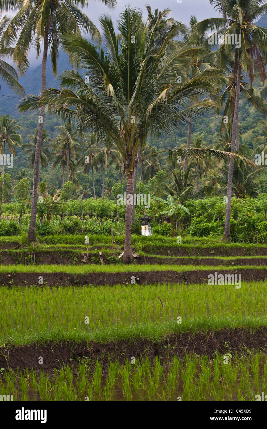 Maniok (Manihot Esculenta), Reis, Bananen und KOKOSPALMEN wachsen in einem reichen Landwirtschaft-Tal in der Nähe von PEMUTERAN - BALI, Indonesien Stockfoto