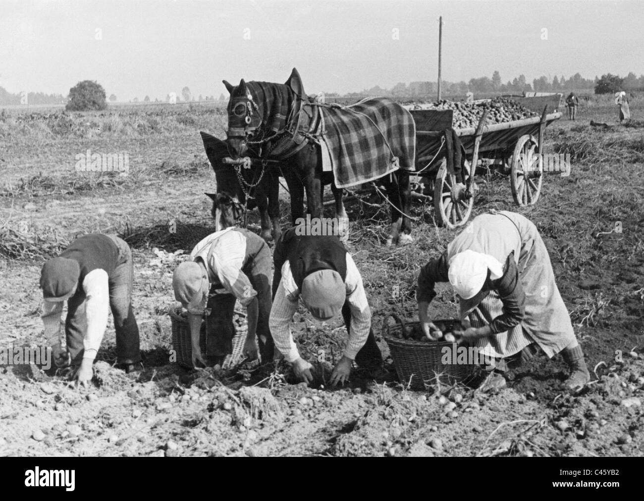 Kartoffelernte, 1935 Stockfoto