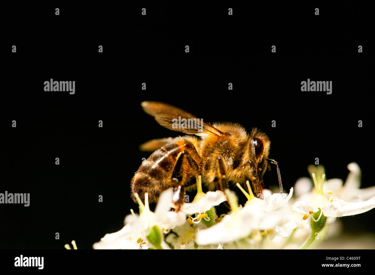 Honigbiene (Apis Mellifera) Stockfoto
