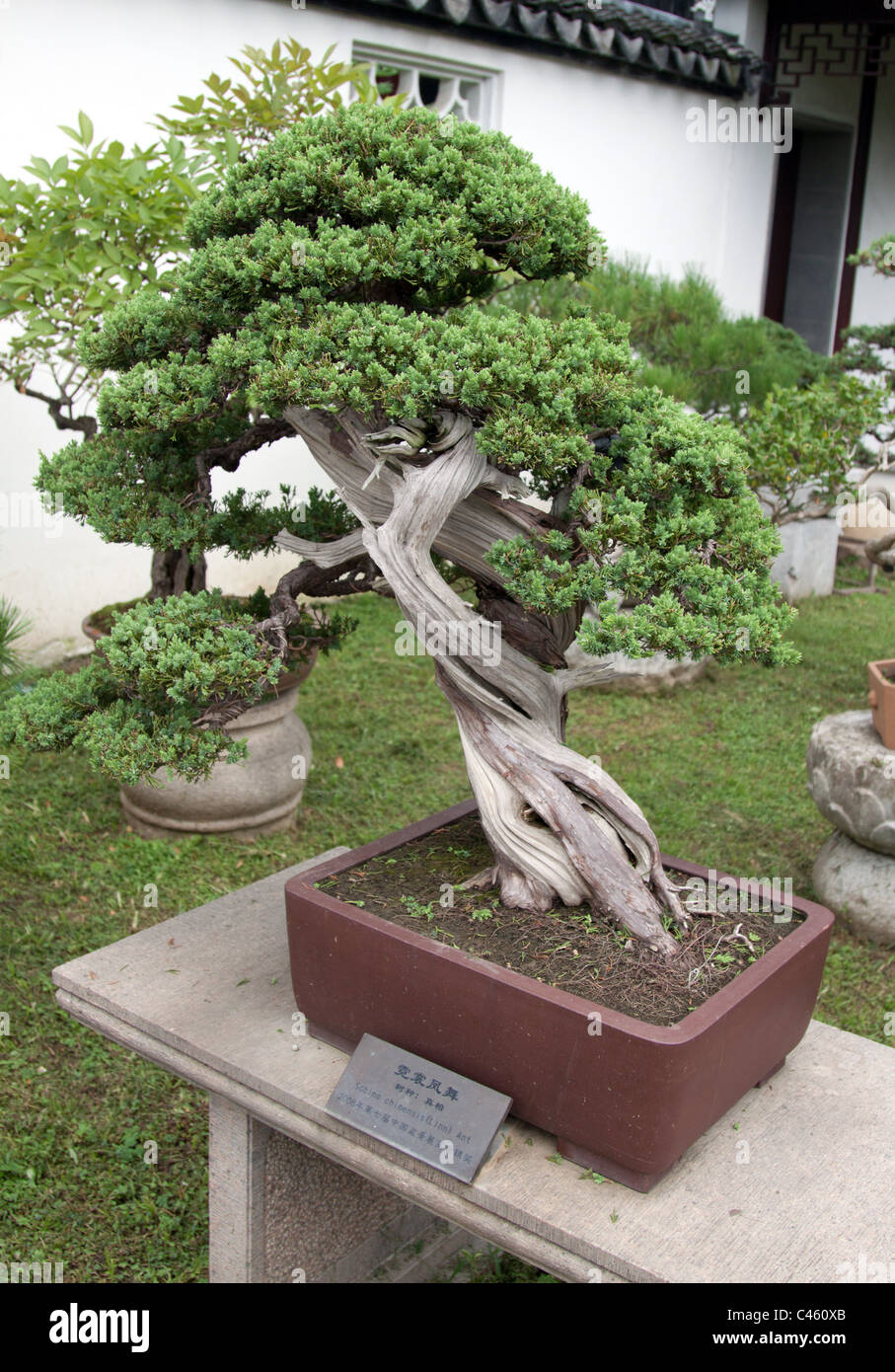 bonsai baum garten, bonsai-baum mit komplizierten verdrehten stamm in einem berg-villa, Design ideen