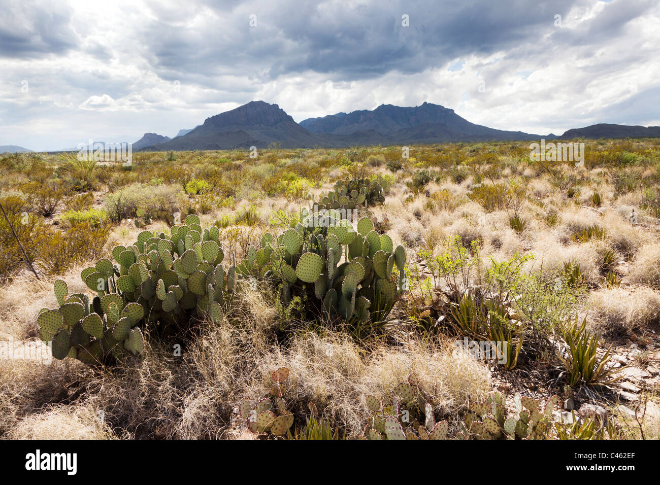 Wüste Pflanzen einschließlich Feigenkaktus mit nähert sich Gewitterwolken Big Bend Nationalpark Texas USA Stockfoto