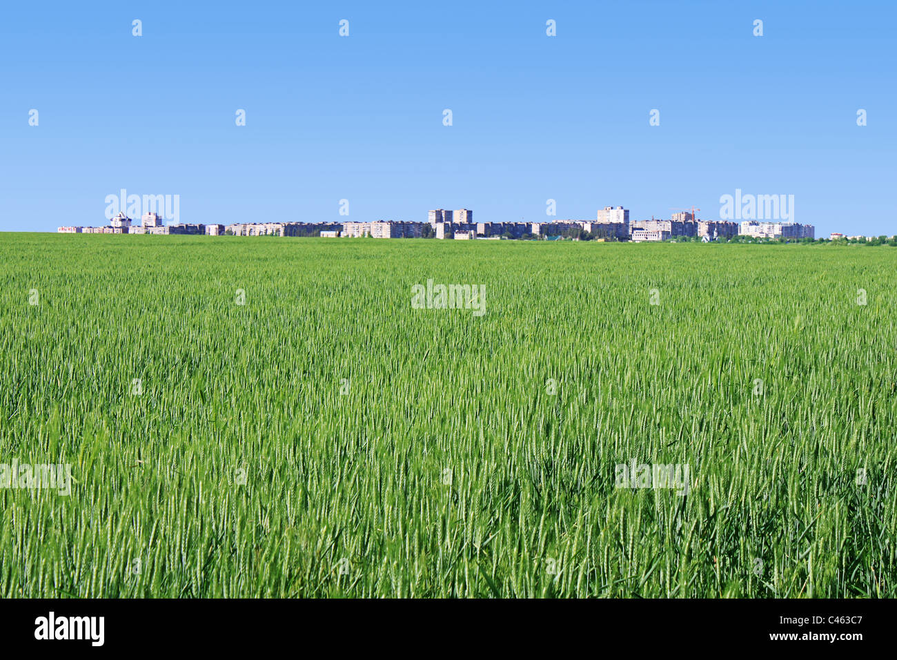Stadt hinter grünen Weizenfeld über blauen Himmel Stockfoto