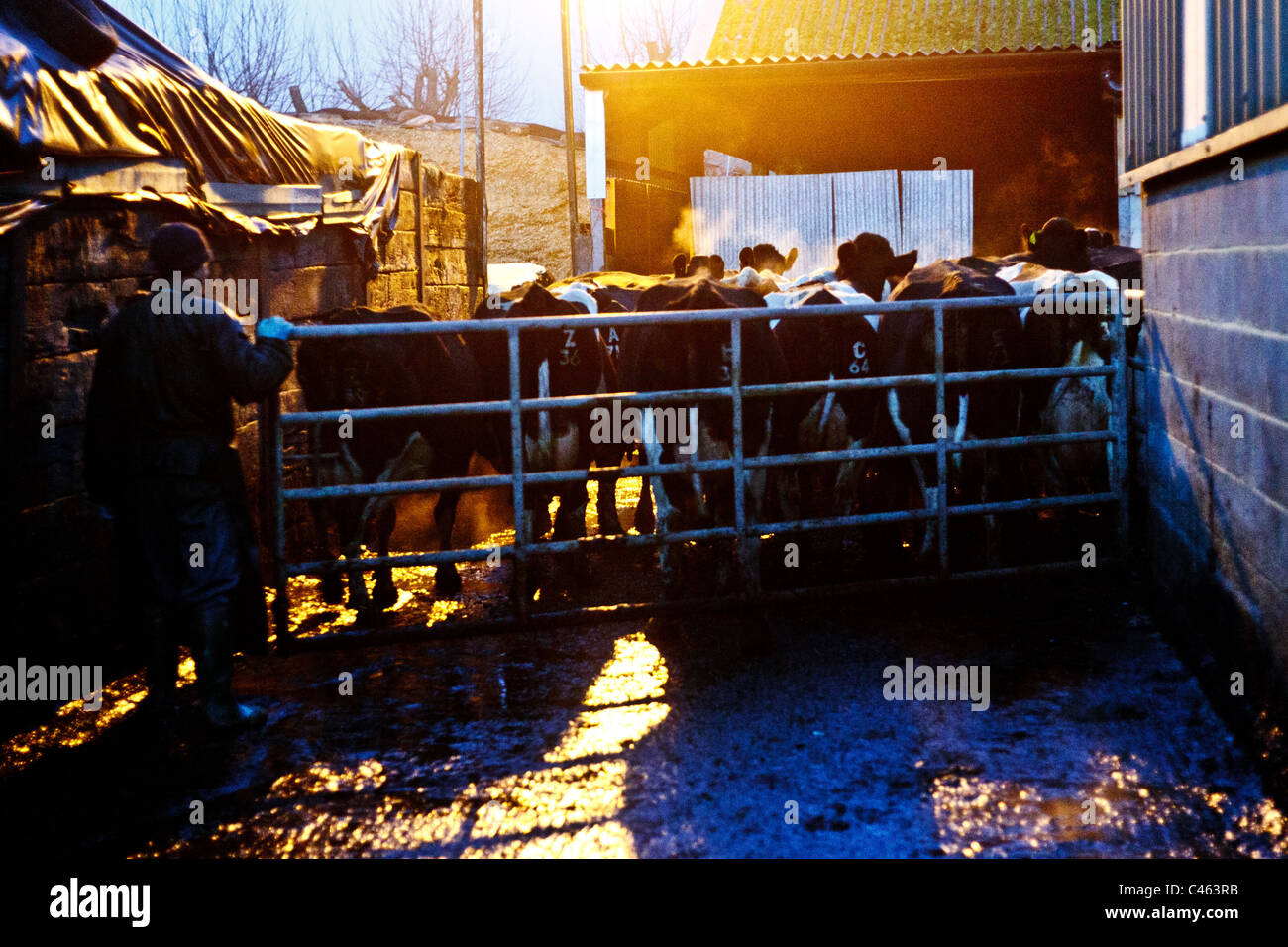 Kühe zum Melken an einem Winter-Abend hinein Stockfoto