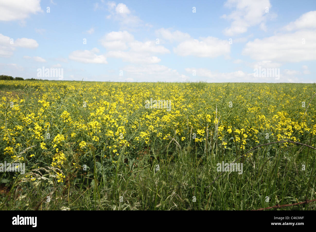 Bereich der gelben Blüten, möglicherweise Raps, Leeds Stockfoto