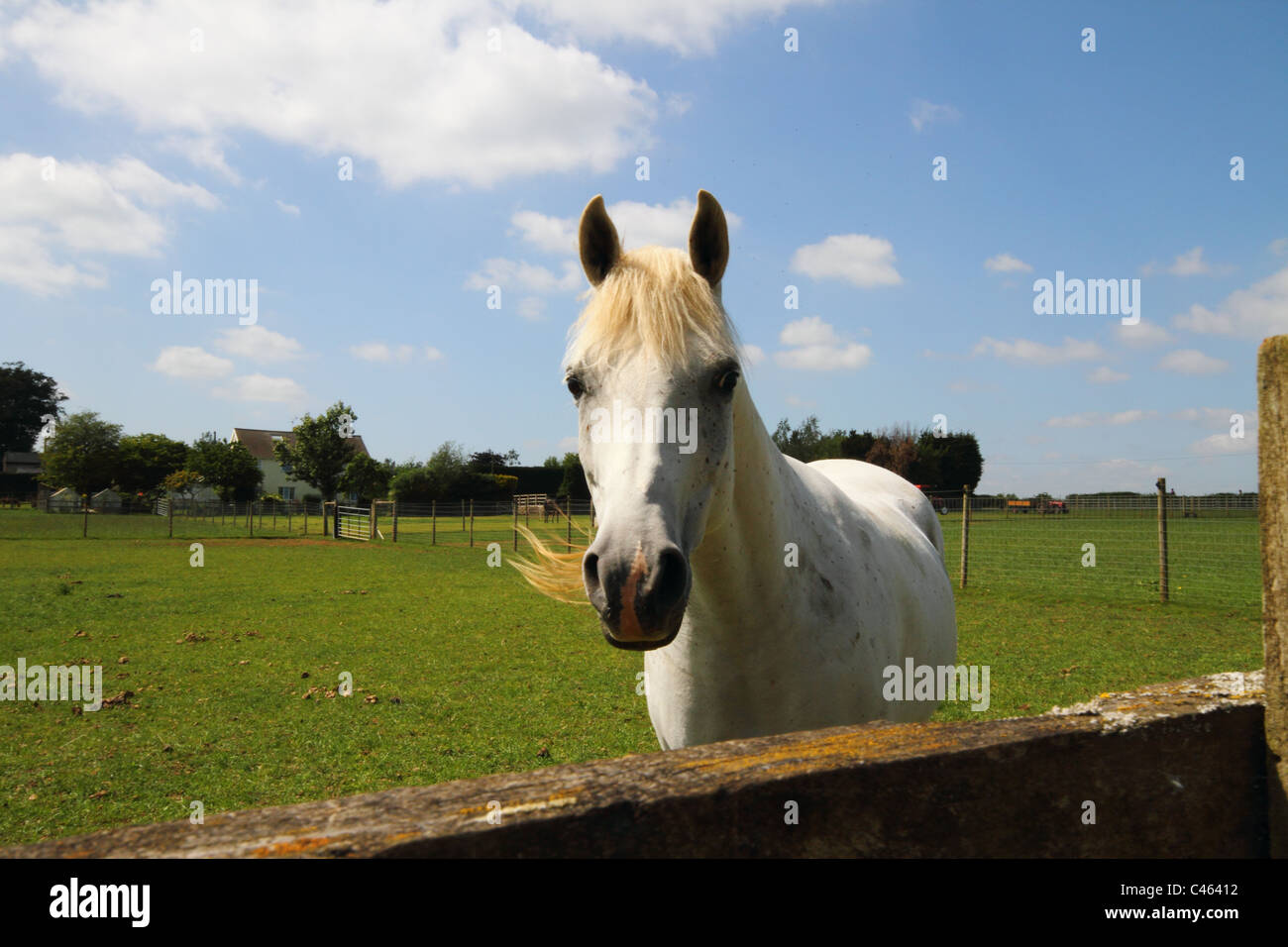 Weißes Pferd auf der Wiese, Leeds Stockfoto