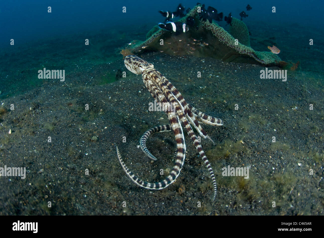 Mimic Octopus, Thaumoctopus Mimicus, auf sandigen Meeresboden, KBR, Lembeh Strait, Sulawesi, Indonesien. Stockfoto