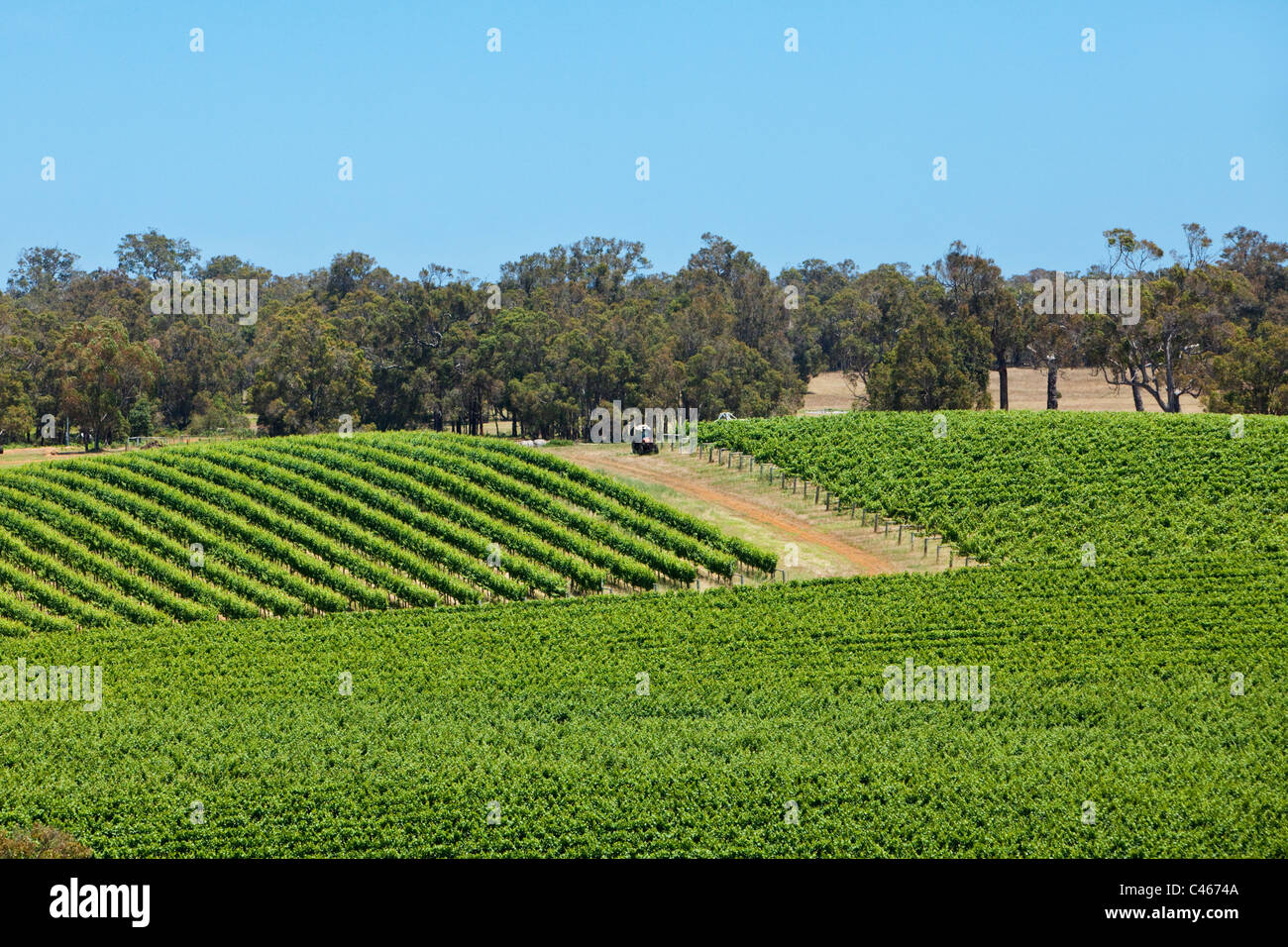 Weinberge in Montgomerys Hill Winery. Albany, Western Australia, Australien Stockfoto