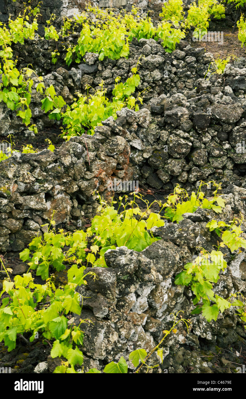 Weinreben wachsen im Schutz der Steinmauern, Insel Pico, Azoren Stockfoto