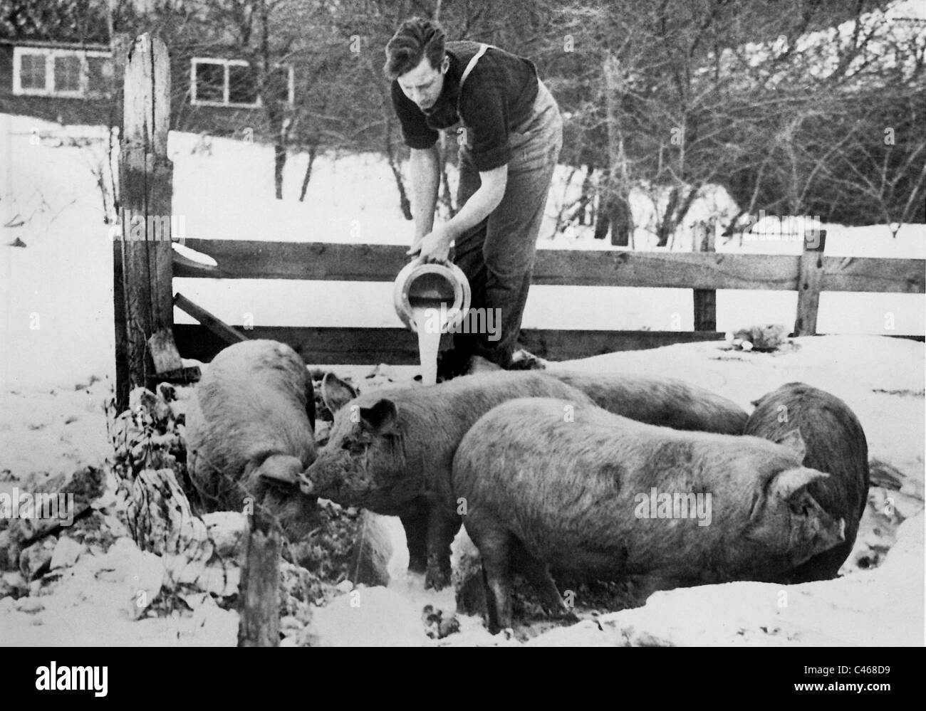 Landwirt füttert seine Schweine mit Milch, 1933 Stockfoto