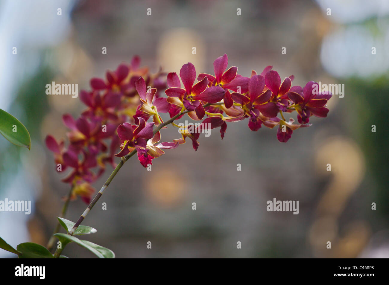 Orchideen blühen bei PURA TAMAN SARASWATI auch bekannt als die UBUD WASSERPALAST bei Dämmerung - UBUD, BALI, Indonesien Stockfoto