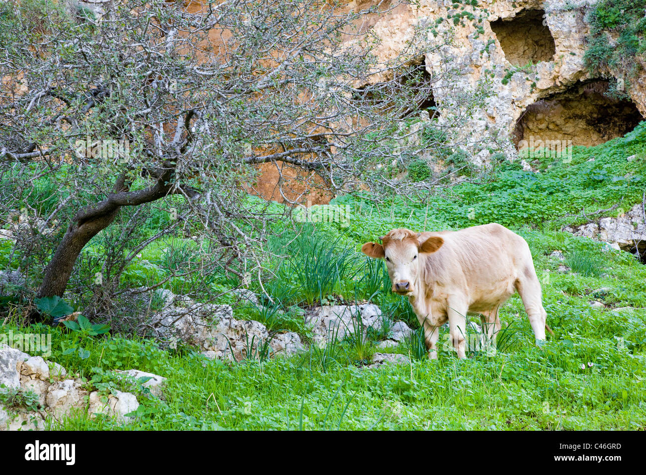 Foto einer Kuh grasen auf den Feldern in der Nähe der Arbel Klippe Stockfoto