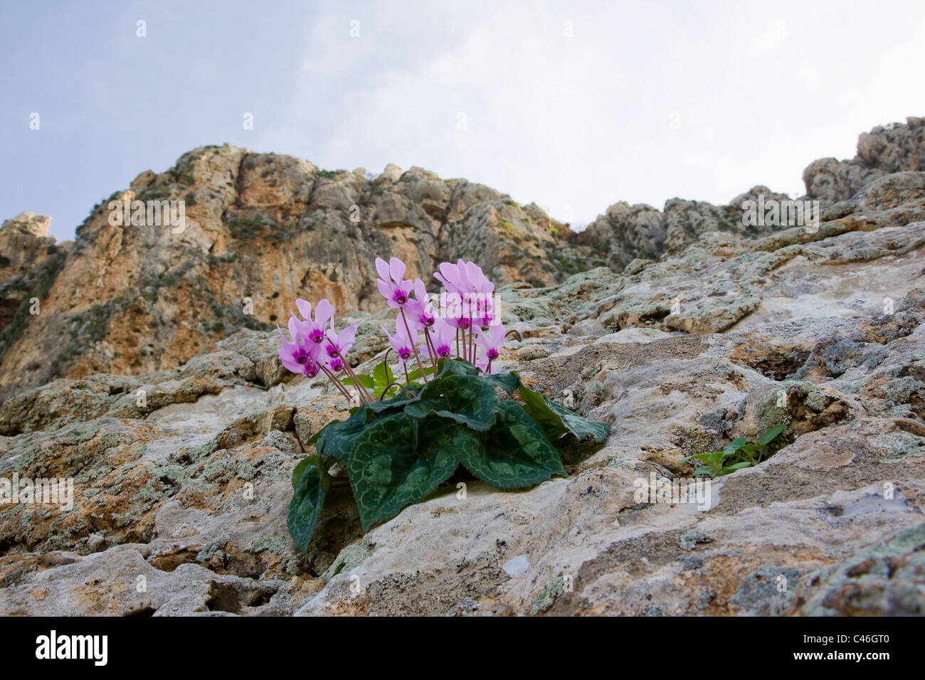 Foto von einem Alpenveilchen auf der Arbel Klippe in Galiläa Stockfoto