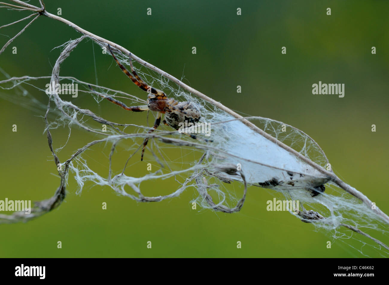 Spinnen nisten und Jagd Falle in die Wiese gemacht. Stockfoto