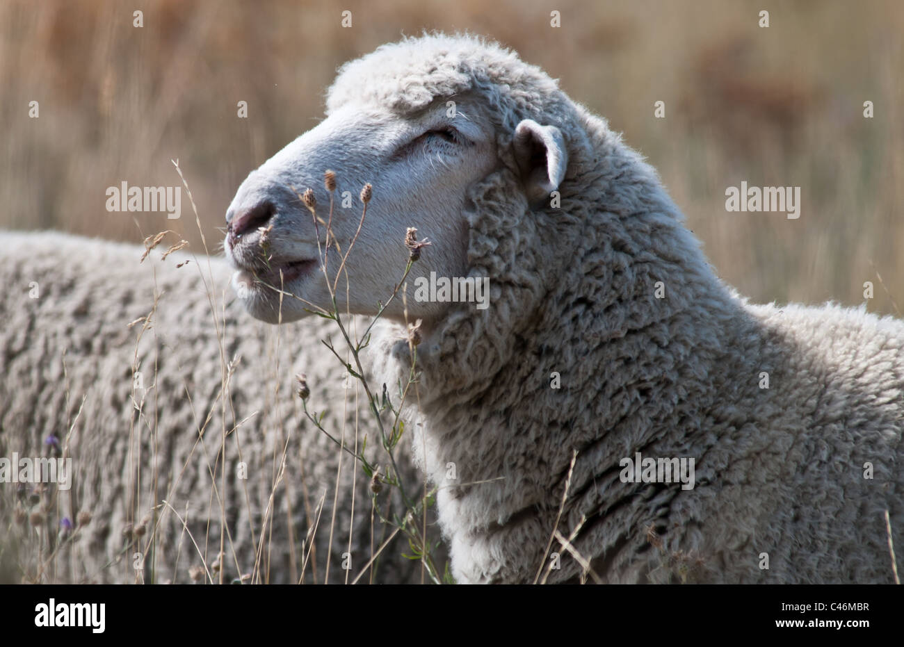 Schafe und Ziegen dienen, helfen, die Ausbreitung von schädlichen Unkräutern wie gefleckte Flockenblume auf Mt. Jumbo in Missoula, Montana. Stockfoto